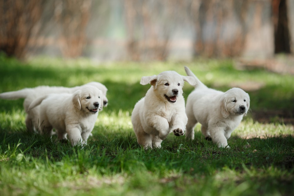 Heimtiernahrung_Labrador